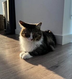 Honey(cat).jpg